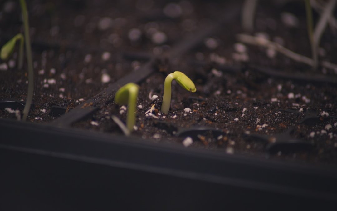 From Zero to Hero: A How-To Journey in Building the Ultimate Email Subscriber List